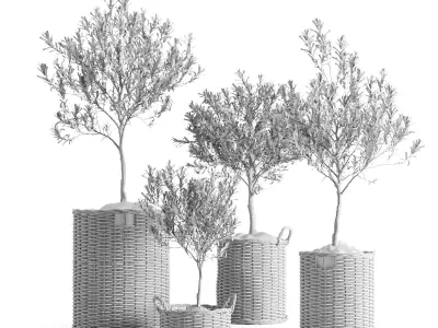 Olive Trees in Wicker Baskets 3D model