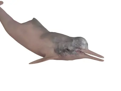 Amazon River Dolphin Low-poly 3D model