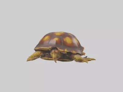 Ornate Box Turtle resting model 3D model