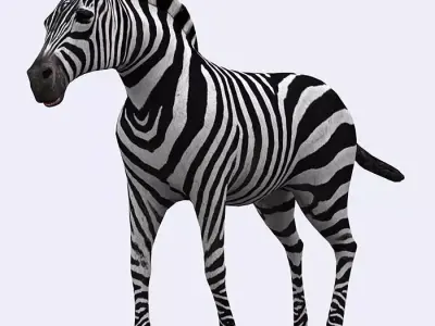 3DRT - Zebra Low-poly 3D model
