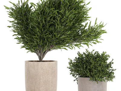 Decorative tree in a flowerpots 803 3D model