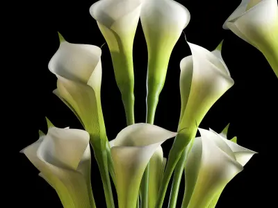 calalilly white set 3D model