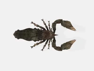 Stringer scorpion 3D model