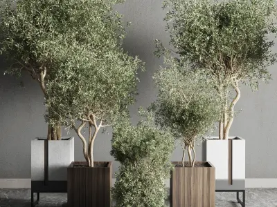 Box pot plant and tree shrub bush indoor plant set  3D model