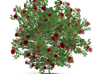 Red Rose Shrub 3D model