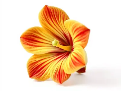 Vibrant Tropical Flower Model Pack Low-poly 3D model