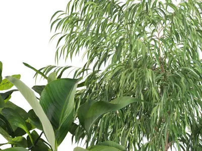 Plants collection 113 3D model