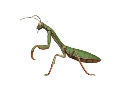 Praying Mantis Low-poly 3D model