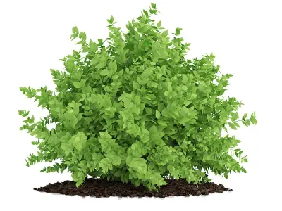 Small Boxwood Plant Buxus sempervirens 3D model