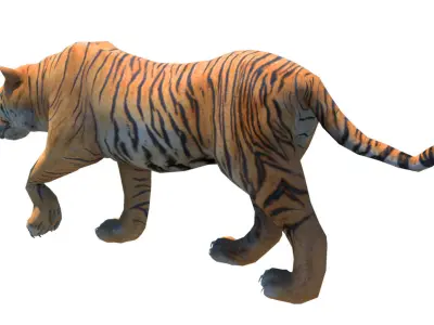 Bengol Tiger rigged and  Animated 3D model