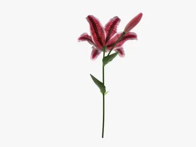Lily flower red 01 3D model