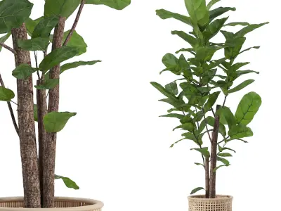 Ficus lyrata in modern flower pot 3D model get