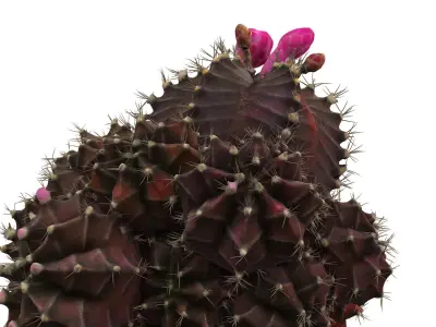 Little red cactus in a pod 3D model