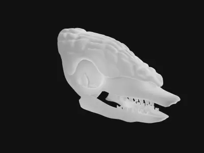 Armadillo skull 3D model