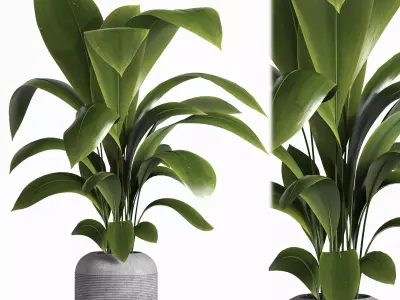 Indoor plant 041 3D model