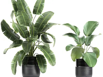 Houseplants in a black pot for the interior 710 3D model