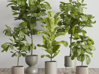 Ficus Lyrata plants - indoor plant set 350 in a concrete pot Low-poly 3D model