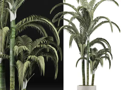 Plants Collection 136 Big Palm 3D model