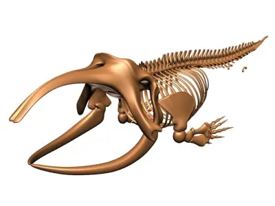 Bowhead Whale Skeleton 3D model
