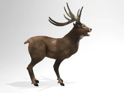 This model Deer 3D model