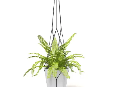 Fern 3D Model in Hanging Pot 3D model