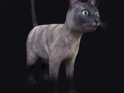 Cat siamese Low-poly 3D model
