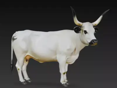 White Park Cow Low-poly 3D model