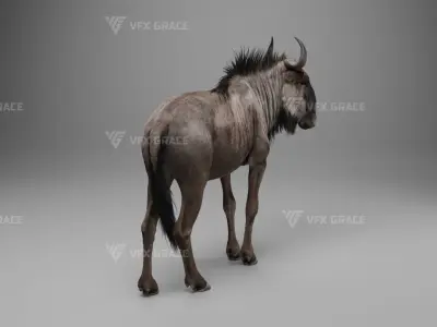 Connochaetes Animation - VFX Grace Blender 3D model