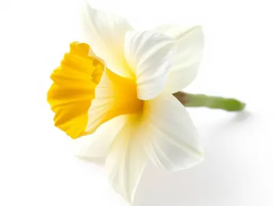 Narcissus Flower Detailed Model Pack Low-poly 3D model