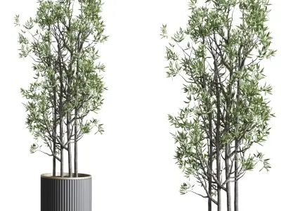 Indoor plant set 368 concrete vase plant tree shrub Low-poly 3D model