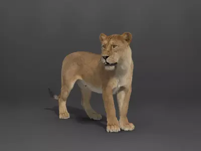 Female Lion Rigged VFX Grace 3D model