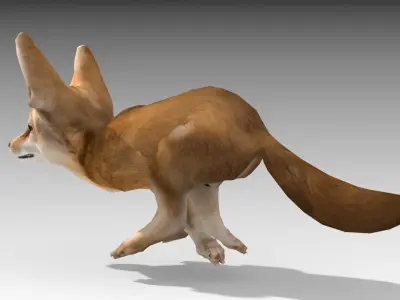 Fennec fox 3D model