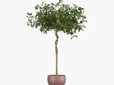 Ficus benjamina - two trees in a pot 3D model