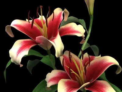 lily dark red 3D model