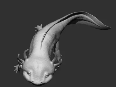 Ambystoma mexicanum - Mexican salamander - Walking fish 3D model