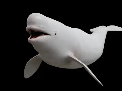 White whale beluga Low-poly 3D model