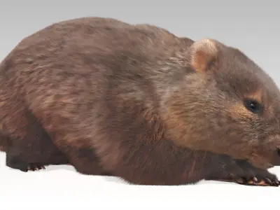 Wombat Low-poly 3D model