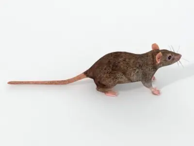 Rat Animal Low-poly 3D model