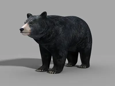 Black Bear 3D model