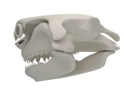 Great White Shark Skull 3D model