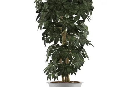 Plants Collection 76 3D model