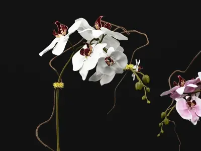 Orchids in pots - in pots 3D model