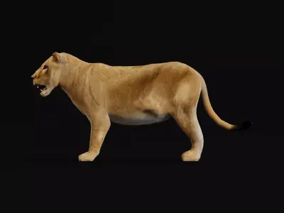  Southern African Lion Low-poly 3D model