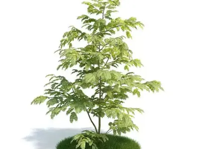 Leafed Plant Albizzia 3D model