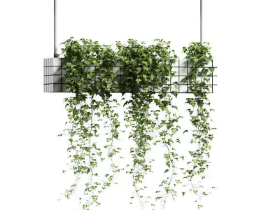 Ivy in hanging flower pots - 5 models 3D model