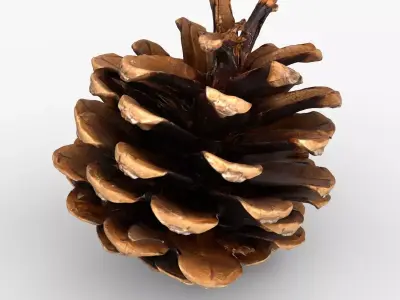 Photorealistic 3D scan of pine conifer cone Low-poly 3D model