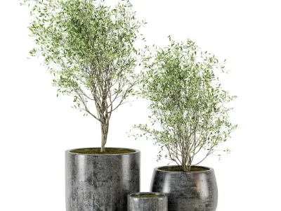 Outdoor Plants tree in Dark Concrete Pot - Set 4 3D model