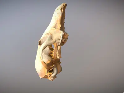 Small photorealistic Skull Low-poly 3D model