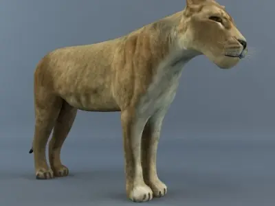 Lioness lion 3D model