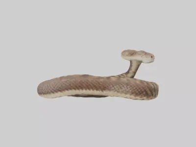 Eastern Diamondback Rattlesnake coiled model 3D model